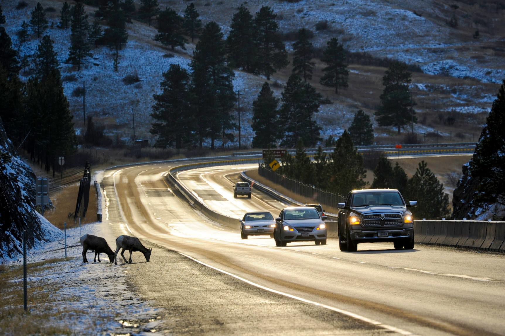 Bighorn sheep lick the road